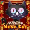 White Nose Cat